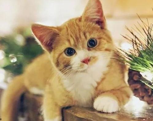 娱乐吃瓜君猫咪摇头,揭秘吃瓜君的萌态瞬间